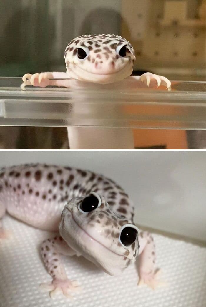 30 Times Lizards Were Caught Being Unbearably Cute