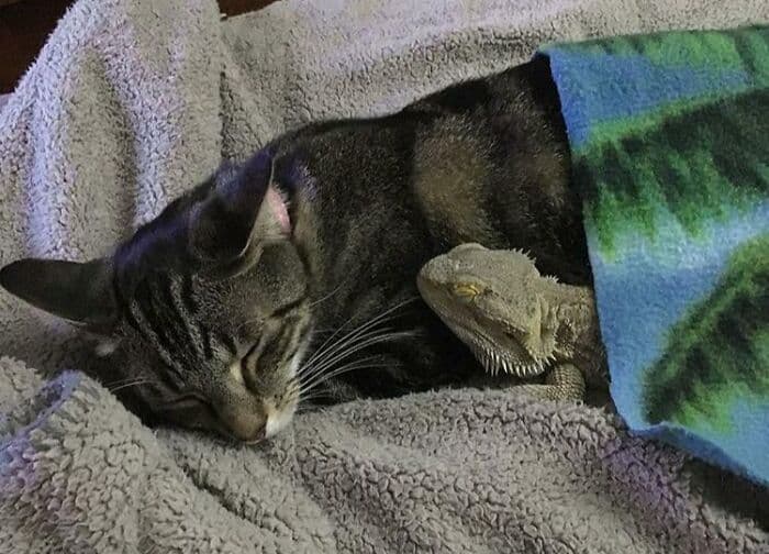 30 Times Lizards Were Caught Being Unbearably Cute