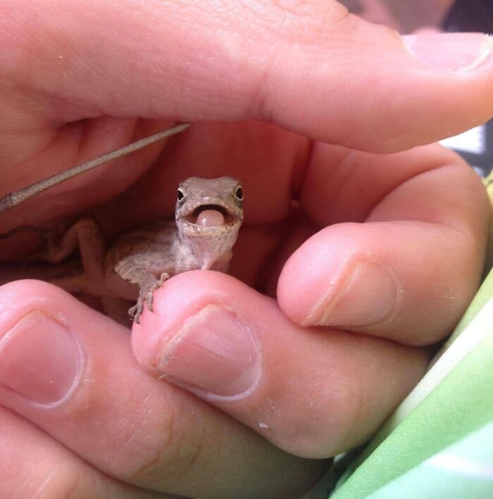 30 Times Lizards Were Caught Being Unbearably Cute