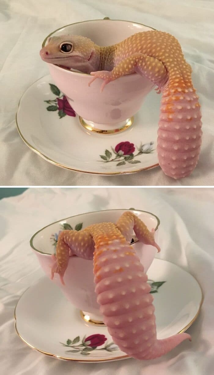30 Times Lizards Were Caught Being Unbearably Cute