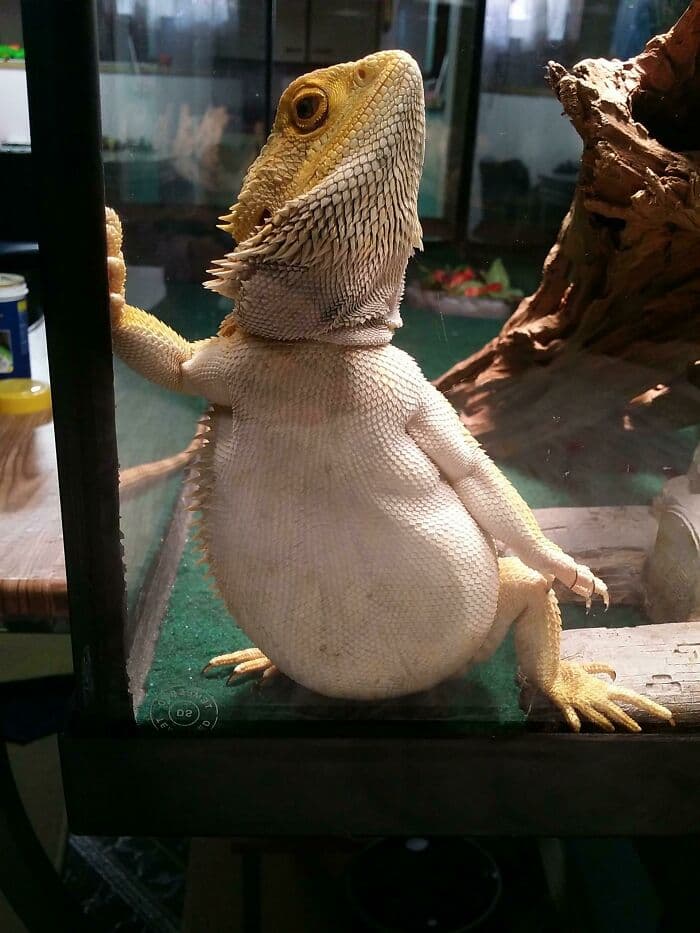 30 Times Lizards Were Caught Being Unbearably Cute