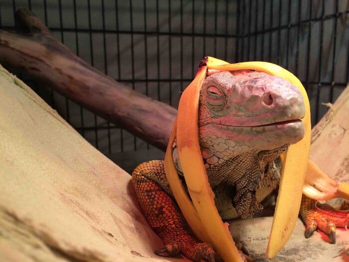 30 Times Lizards Were Caught Being Unbearably Cute
