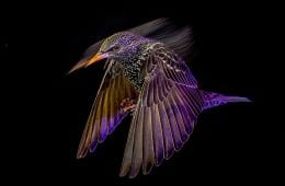 30 Amazing Photos Of The Birds You Must See