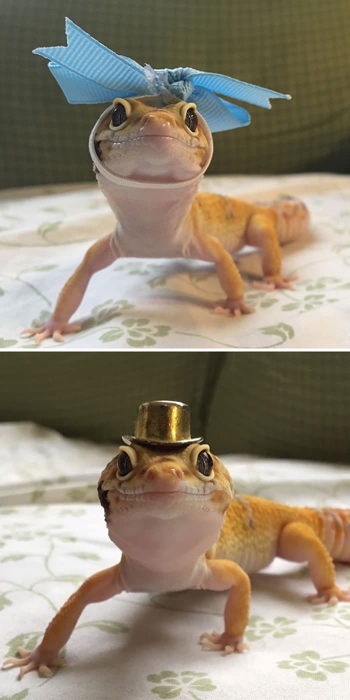 30 Times Lizards Were Caught Being Unbearably Cute