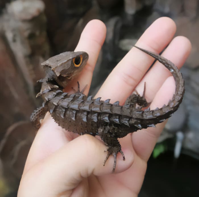 30 Times Lizards Were Caught Being Unbearably Cute