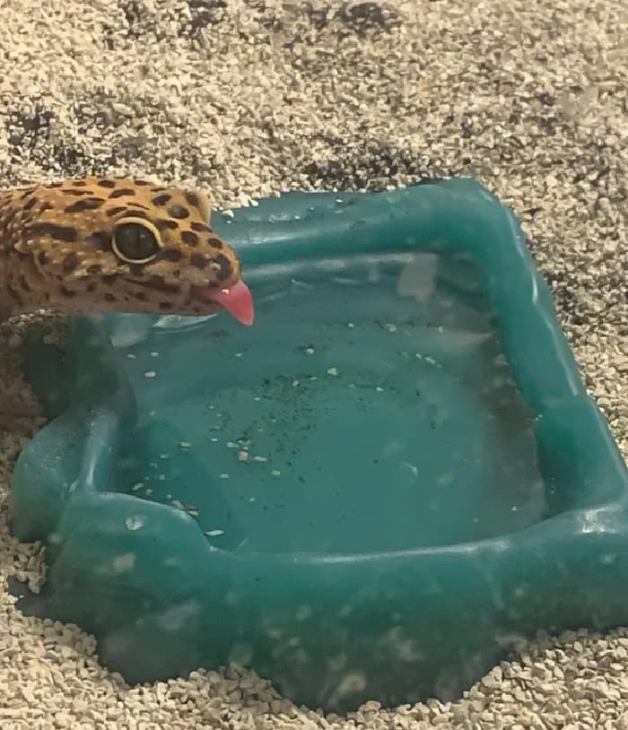30 Times Lizards Were Caught Being Unbearably Cute