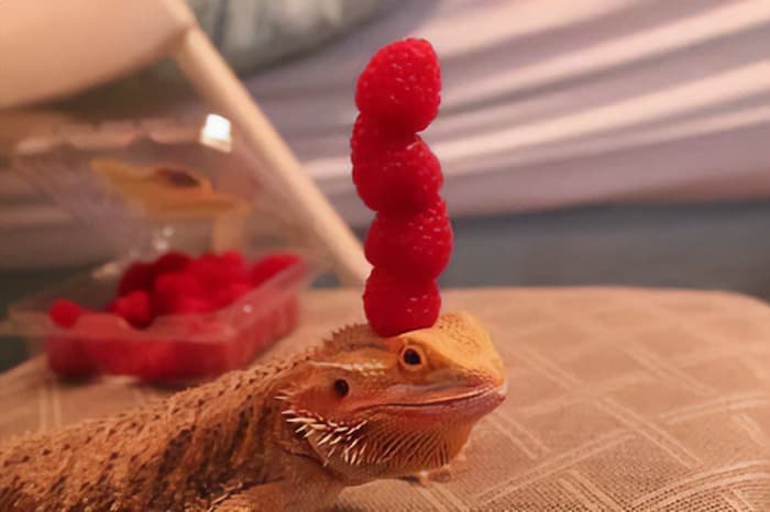 30 Times Lizards Were Caught Being Unbearably Cute