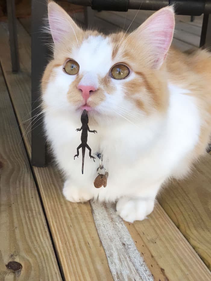 30 Times Lizards Were Caught Being Unbearably Cute