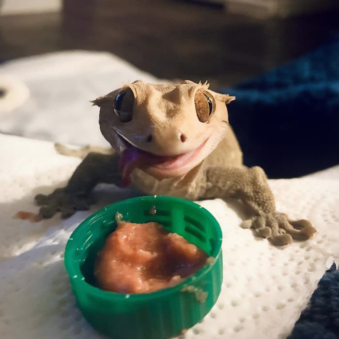 30 Times Lizards Were Caught Being Unbearably Cute