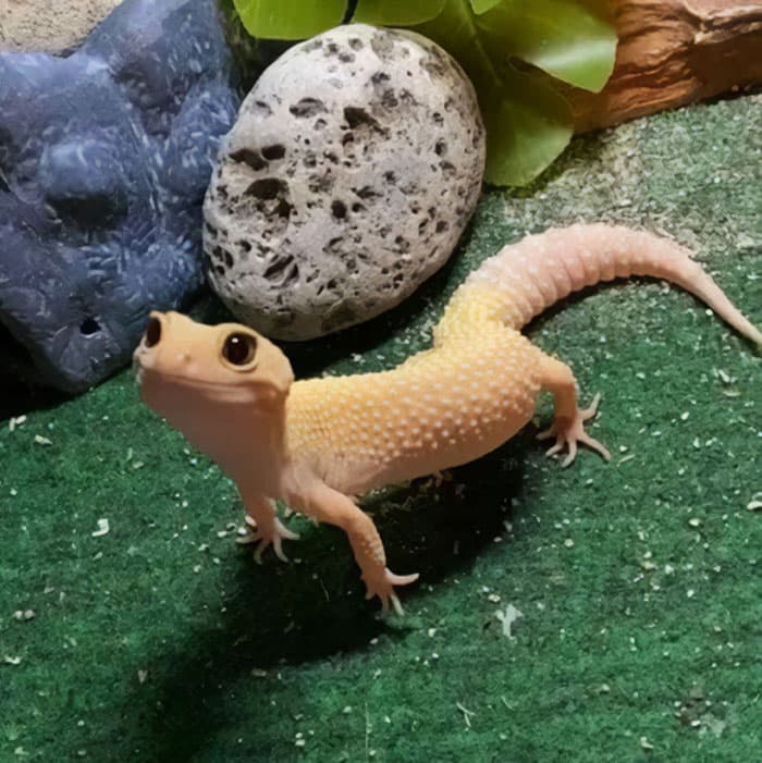 30 Times Lizards Were Caught Being Unbearably Cute