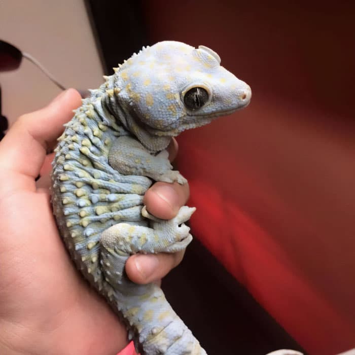 30 Times Lizards Were Caught Being Unbearably Cute