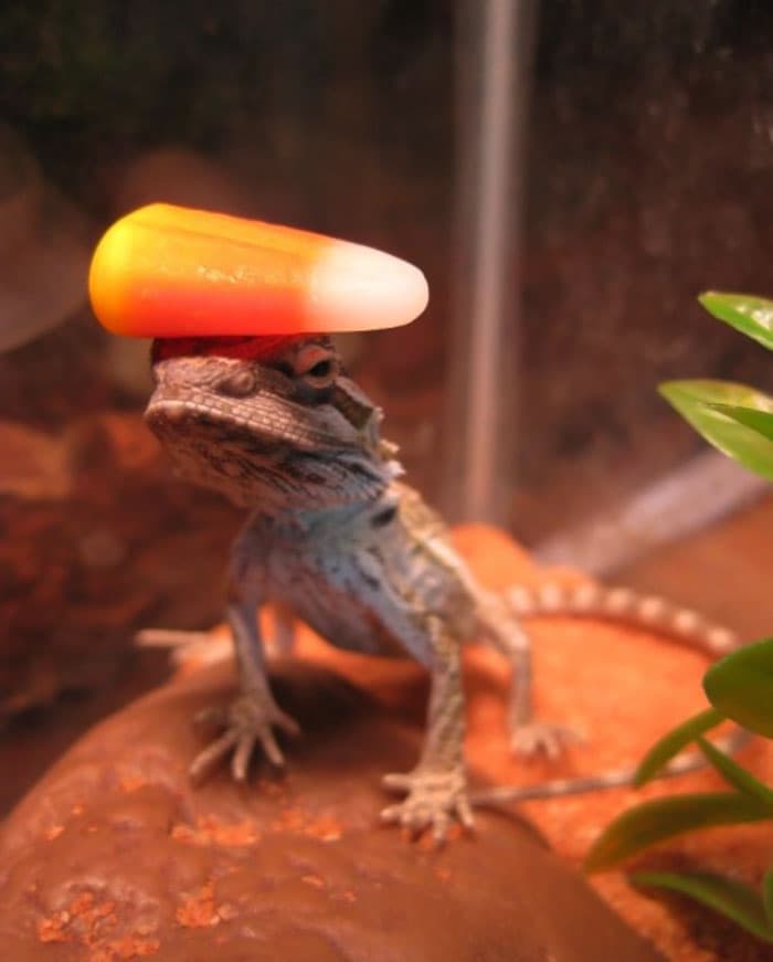 30 Times Lizards Were Caught Being Unbearably Cute