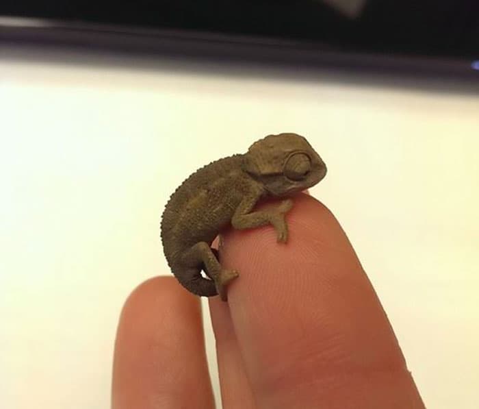 30 Times Lizards Were Caught Being Unbearably Cute