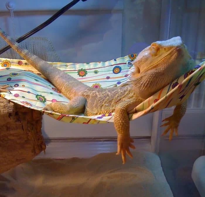30 Times Lizards Were Caught Being Unbearably Cute