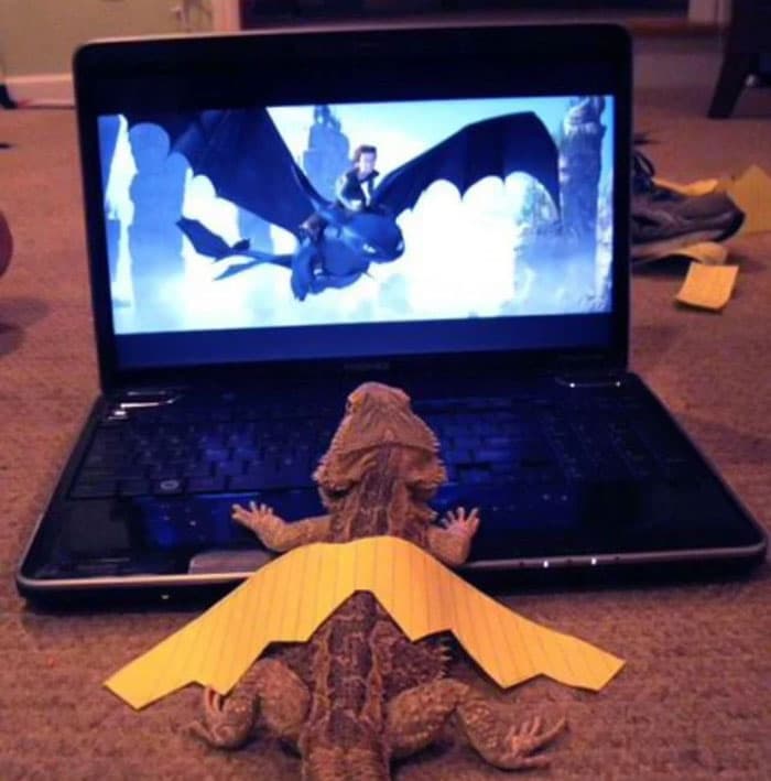 30 Times Lizards Were Caught Being Unbearably Cute