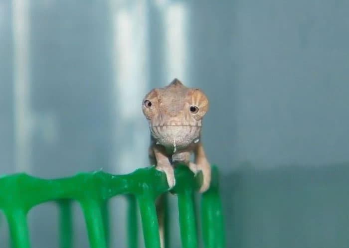 30 Times Lizards Were Caught Being Unbearably Cute