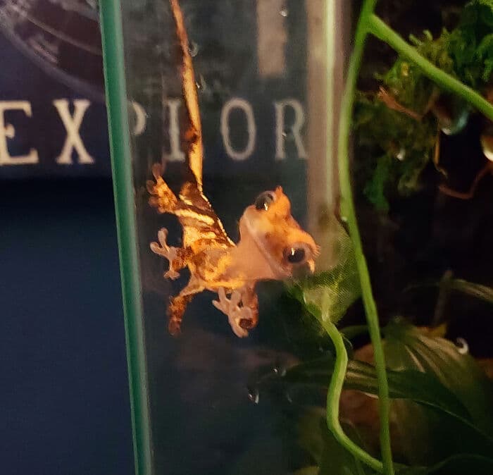30 Times Lizards Were Caught Being Unbearably Cute