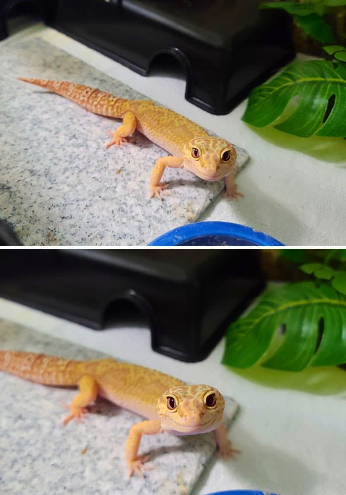 30 Times Lizards Were Caught Being Unbearably Cute