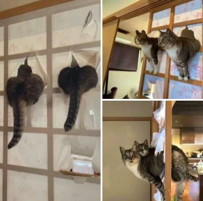 30 Funny Pictures With No Context That Get Weirder The More You Look
