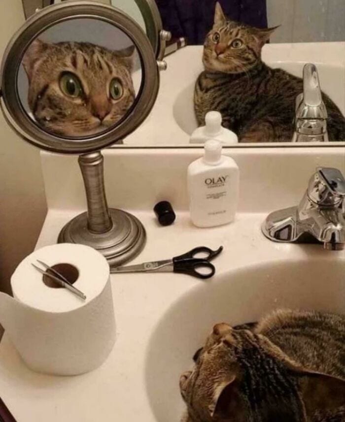 30 Funny Pictures With No Context That Get Weirder The More You Look