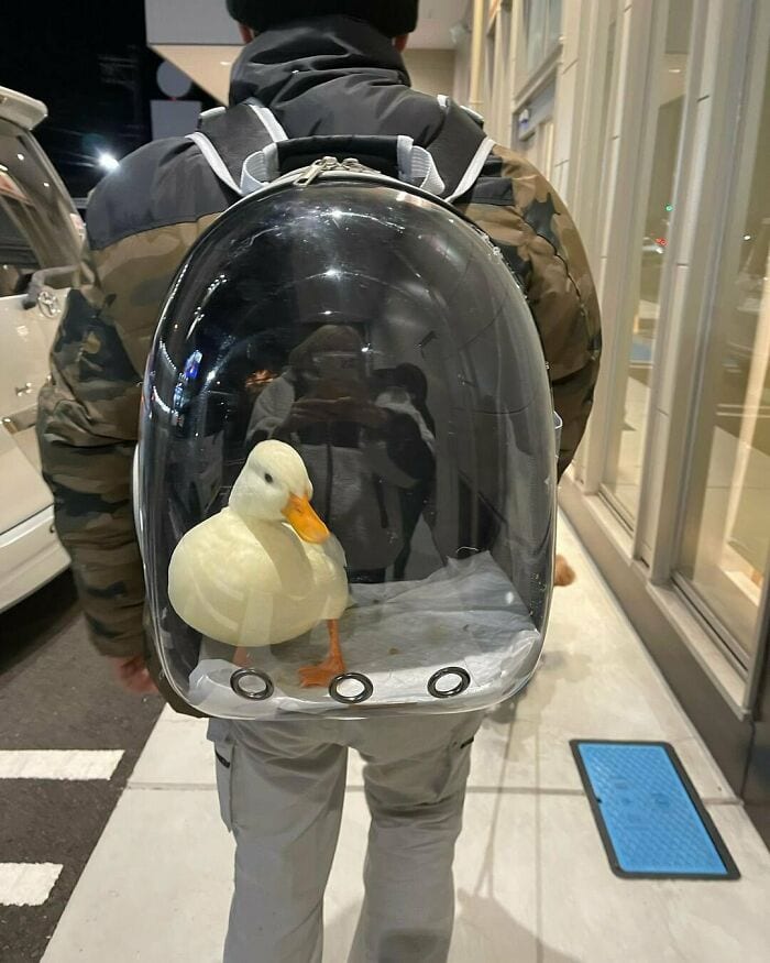 30 Funny Pictures With No Context That Get Weirder The More You Look