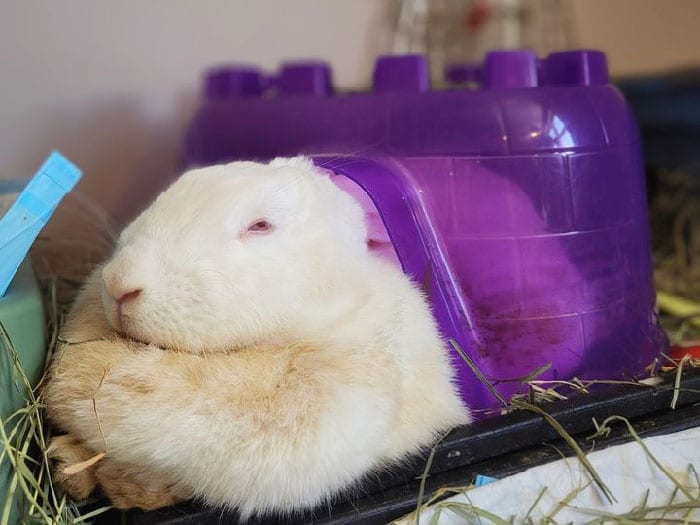 30 Shocking Times Bunnies Were More Terrifying Than Cute 