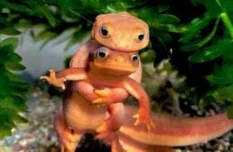 30 Epic Animal Images That Just Don’t Make Any Sense