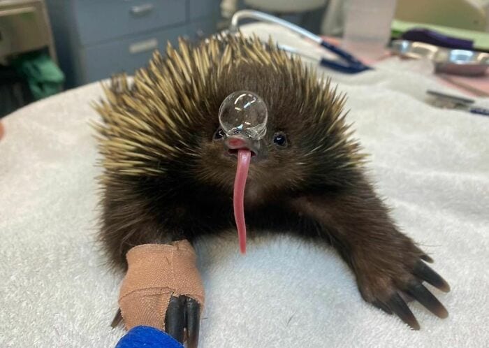 30 Epic Animal Images That Just Don’t Make Any Sense