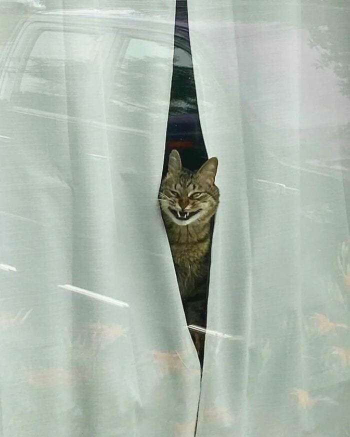 30 Epic Animal Images That Just Don’t Make Any Sense