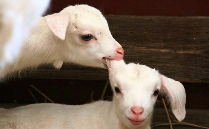 30 Epic Animal Images That Just Don’t Make Any Sense