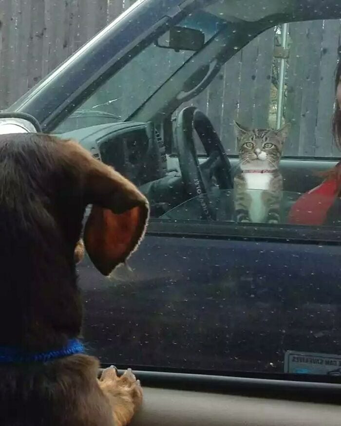30 Epic Animal Images That Just Don’t Make Any Sense