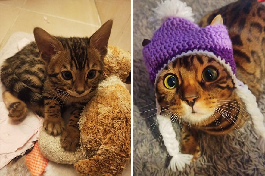 This Community Shows Kittens Then And Now 30 Pics 635671C83D6A8 880