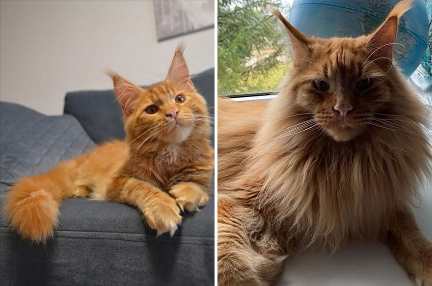 30 Majestic Images Of Cats Before And After