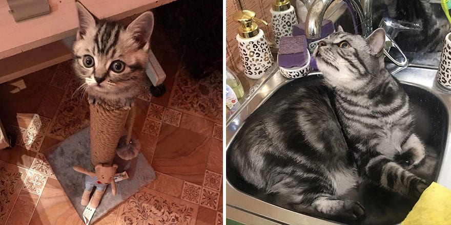 This Community Shows Kittens Then And Now 30 Pics 6356720819Ba9 880
