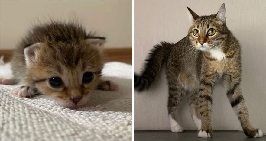 30 Majestic Images Of Cats Before And After