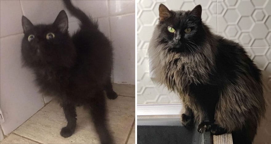 This Community Shows Kittens Then And Now 30 Pics 6356721603Eec 880