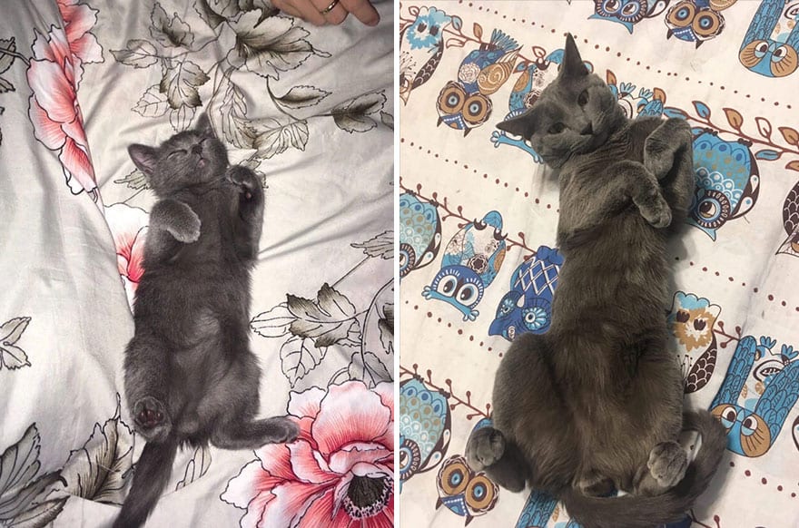 30 Majestic Images Of Cats Before And After