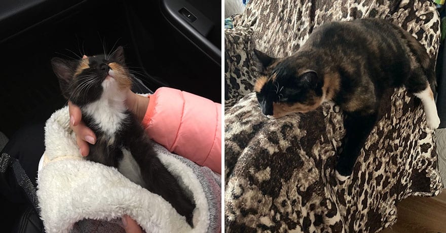 30 Majestic Images Of Cats Before And After