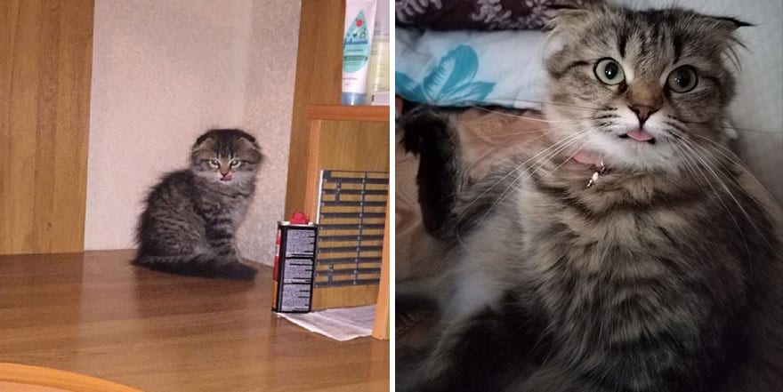 This Community Shows Kittens Then And Now 30 Pics 635672318C944 880