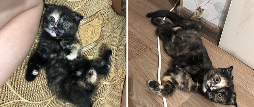 This Community Shows Kittens Then And Now 30 Pics 6356725531Fa4 880