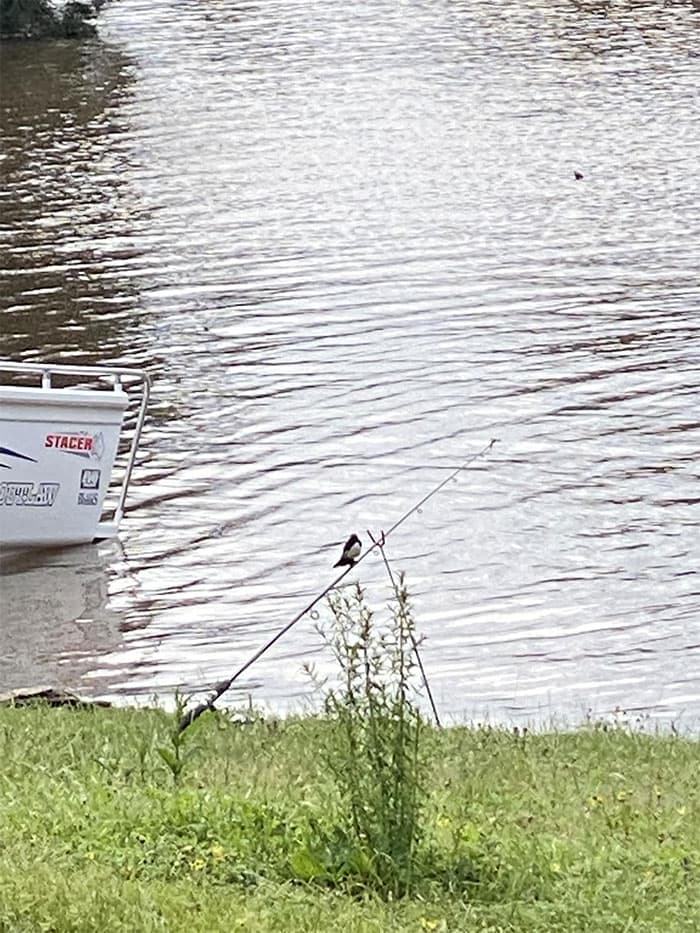 30 Epic Bird Pics That Went Horribly Wrong But Ended Up With Hilarious Results