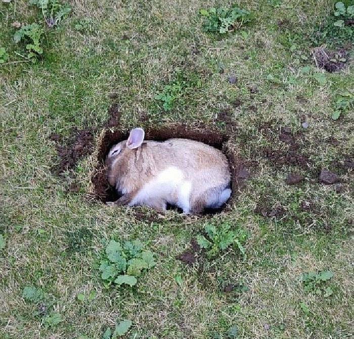 Bunnies Jerks Pics 11 6346Ad1B0A055 700