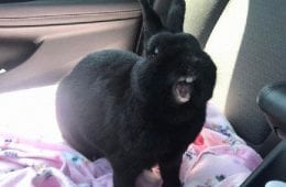 30 Shocking Times Bunnies Were More Terrifying Than Cute