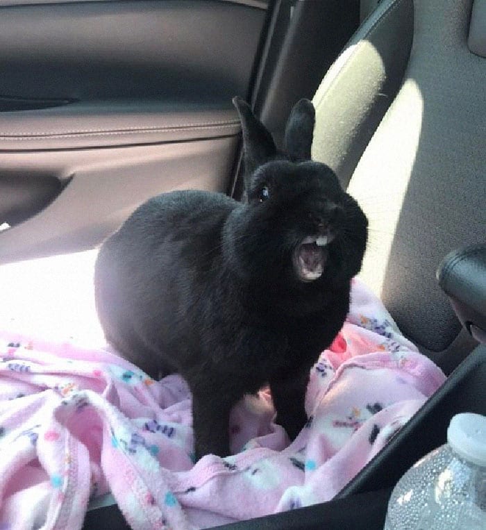 30 Shocking Times Bunnies Were More Terrifying Than Cute 