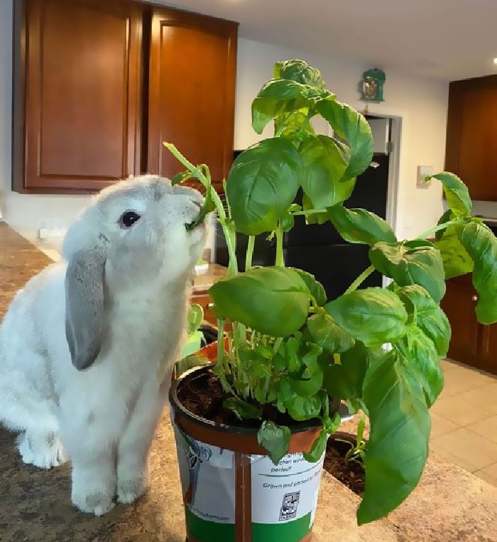 30 Shocking Times Bunnies Were More Terrifying Than Cute 