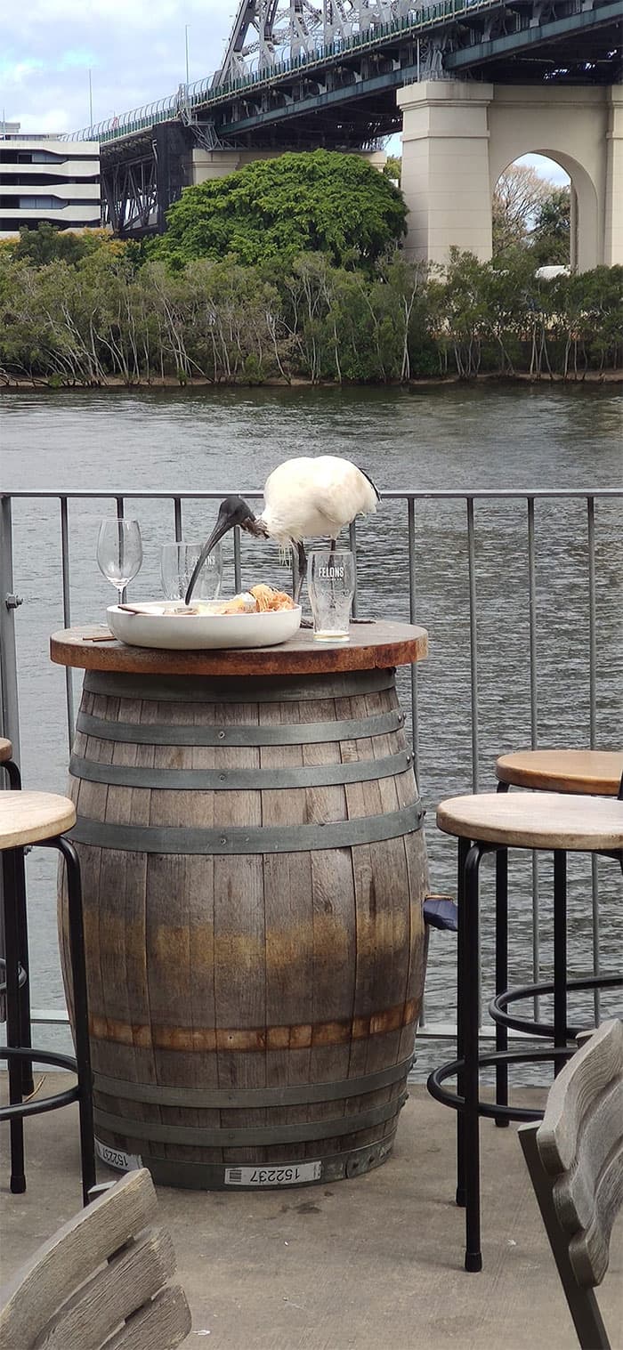 Funny Candid Bird Photography 63468B83286B6 700