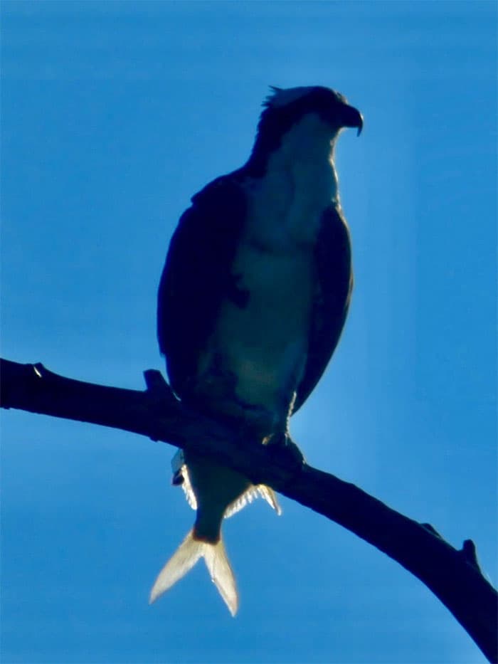 Funny Candid Bird Photography 63468Bbf9F4E4 700