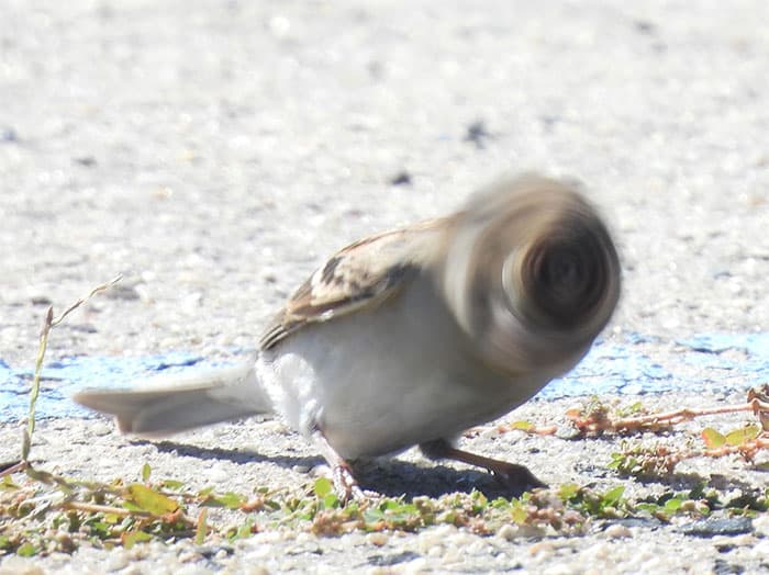 Funny Candid Bird Photography 6346B415933D4 700