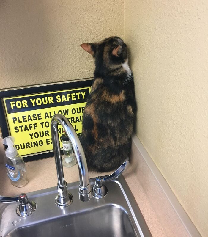 30 Hilarious And Wholesome Moments That Vets Have Experienced At Work