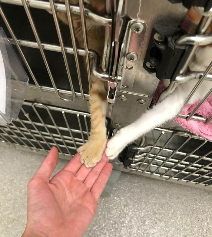 30 Hilarious And Wholesome Moments That Vets Have Experienced At Work